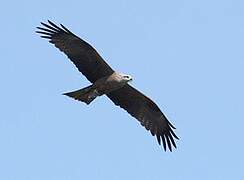 Western Marsh Harrier