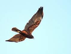 Western Marsh Harrier