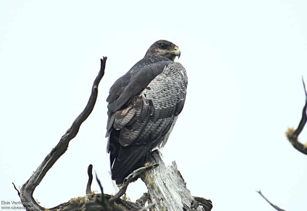 Black-chested Buzzard-Eagleadult, identification