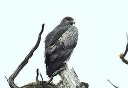 Black-chested Buzzard-Eagle