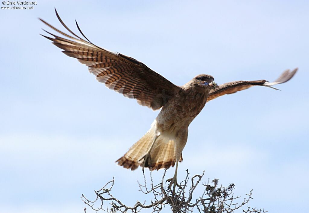 Caracara chimango