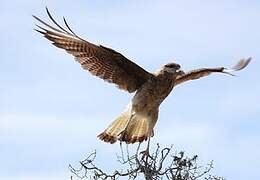 Chimango Caracara