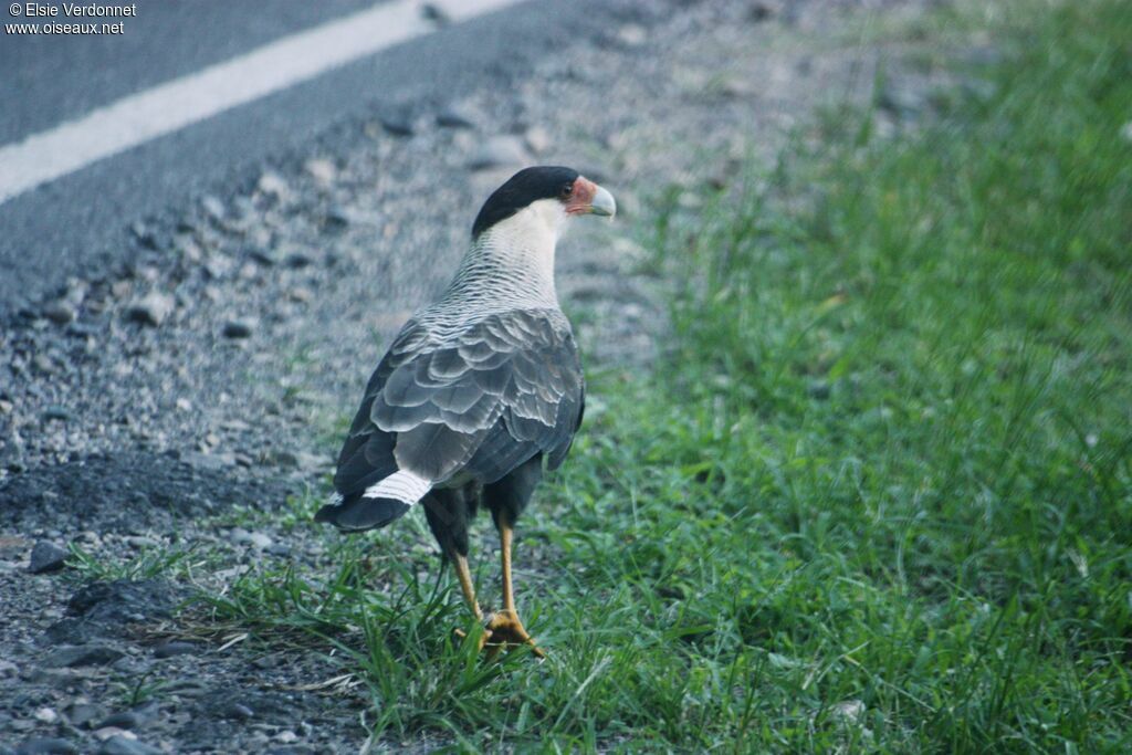 Southern Crested Caracara, walking