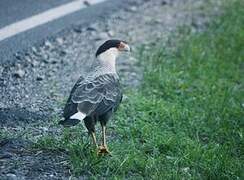 Southern Crested Caracara