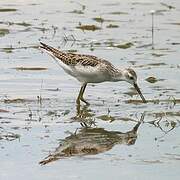 Marsh Sandpiper