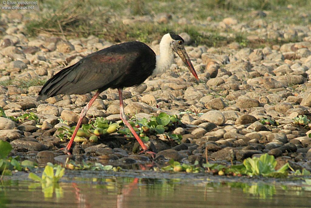 Woolly-necked Stork