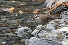 Dark-bellied Cinclodes