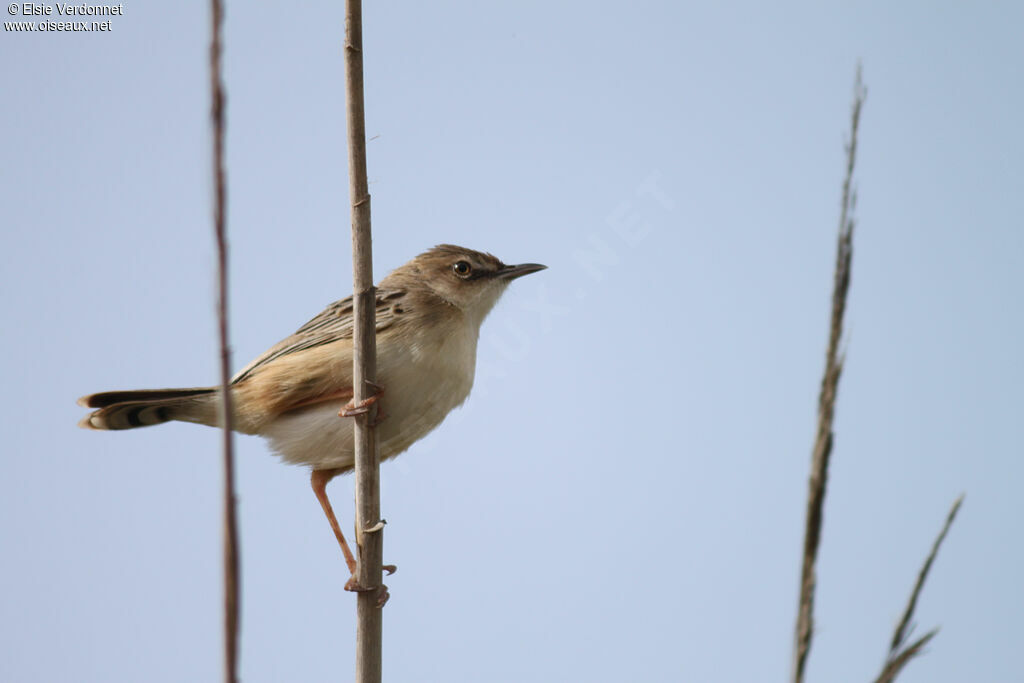 Zitting Cisticola