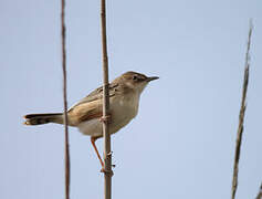 Zitting Cisticola