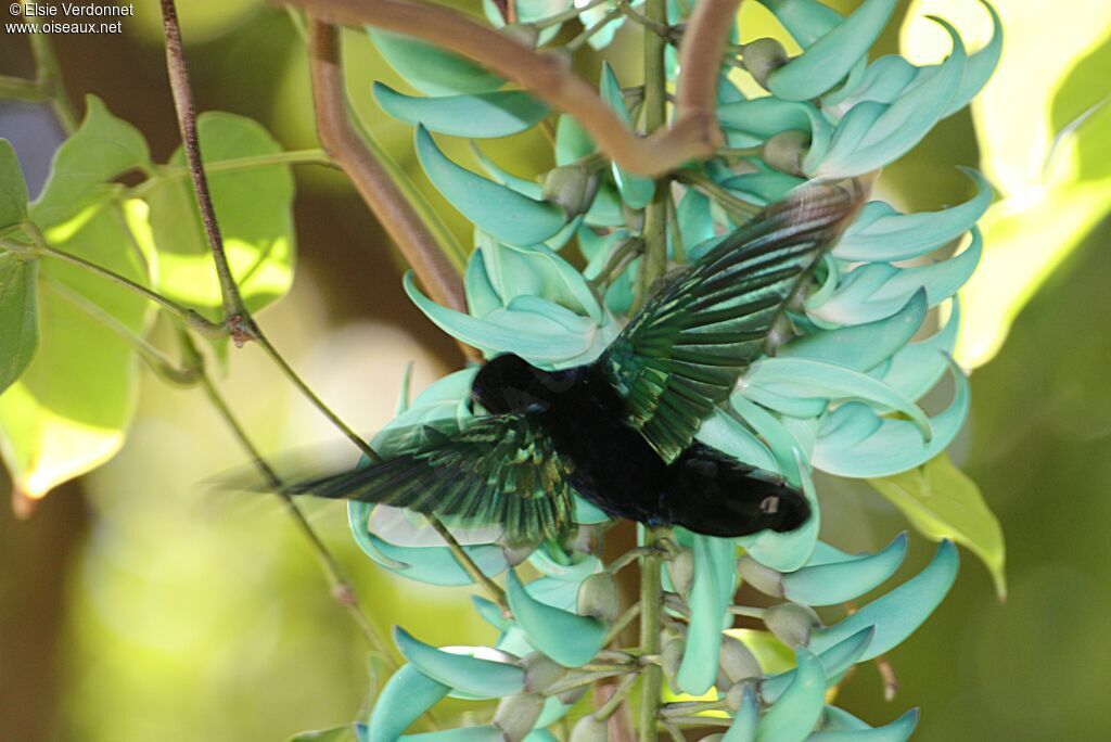 Colibri falle-vert, Vol