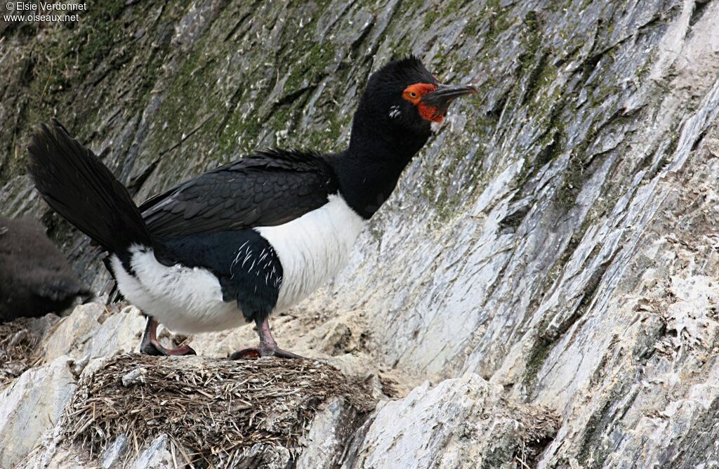 Cormoran de Magellan, identification