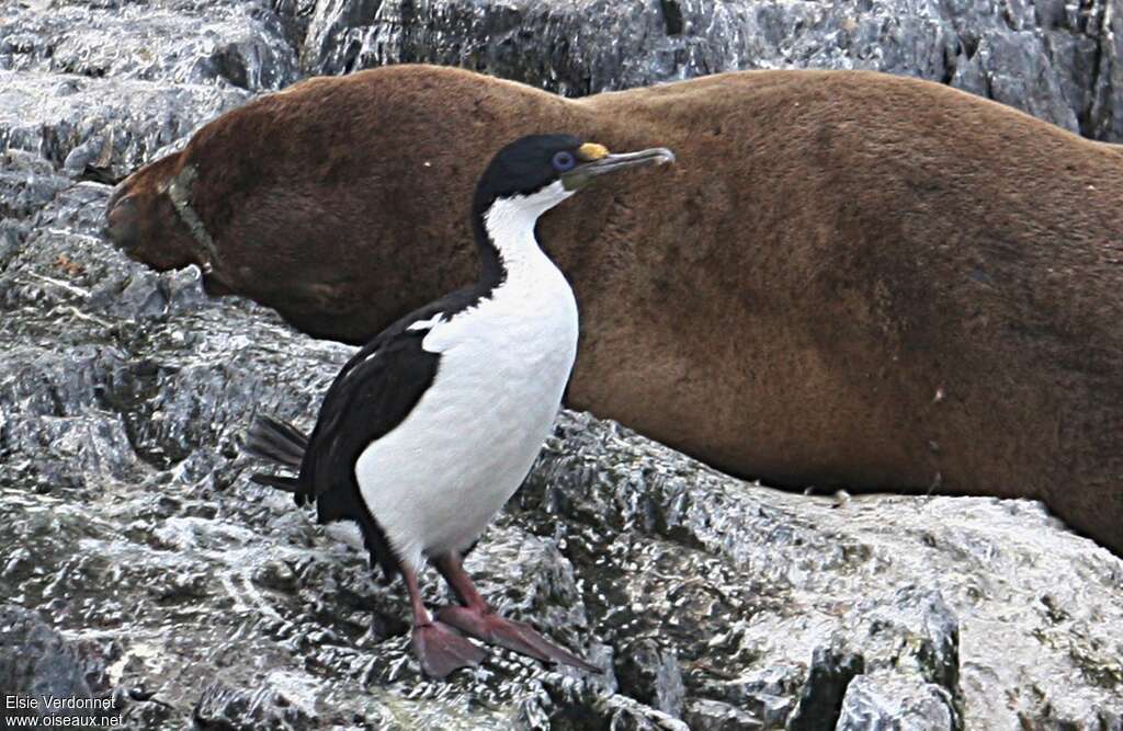 Imperial Shagadult, identification