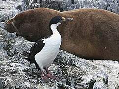 Imperial Shag