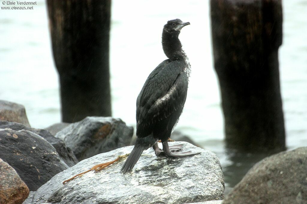 Imperial Shag