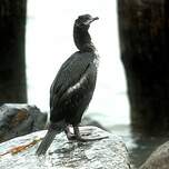 Cormoran impérial