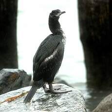 Cormoran impérial