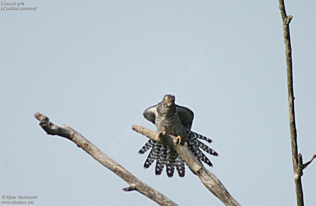 Common Cuckoo