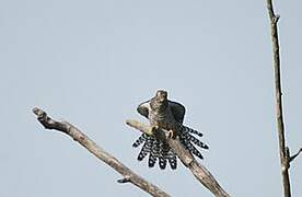 Common Cuckoo