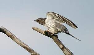 Common Cuckoo