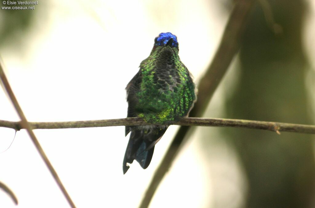 Violet-capped Woodnymph