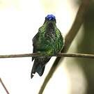Dryade glaucope