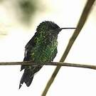 Dryade glaucope