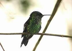 Violet-capped Woodnymph