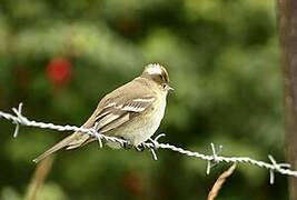 Chilean Elaenia