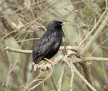 Spotless Starling