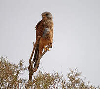 Common Kestrel