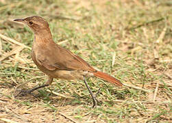 Rufous Hornero