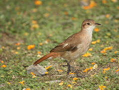 Rufous Hornero