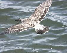 Kelp Gull