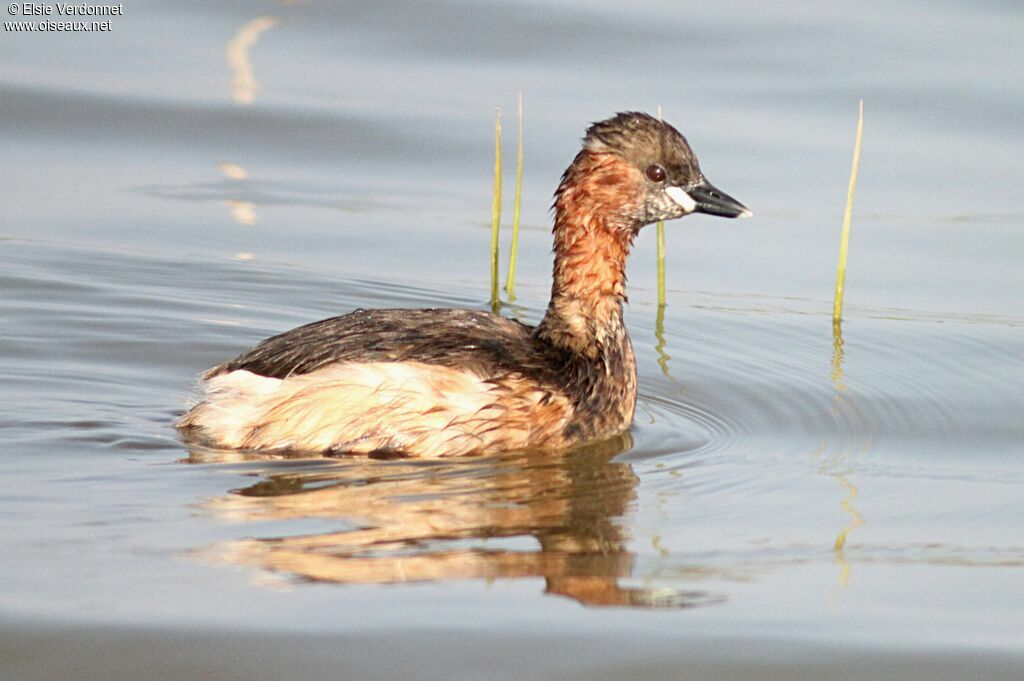 Little Grebe, swimming