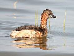 Little Grebe