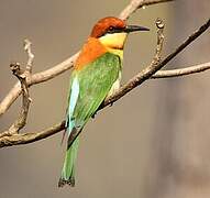 Chestnut-headed Bee-eater