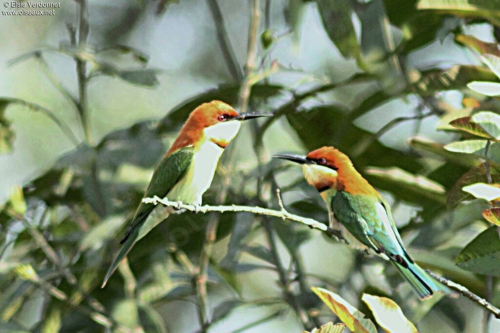 Chestnut-headed Bee-eater