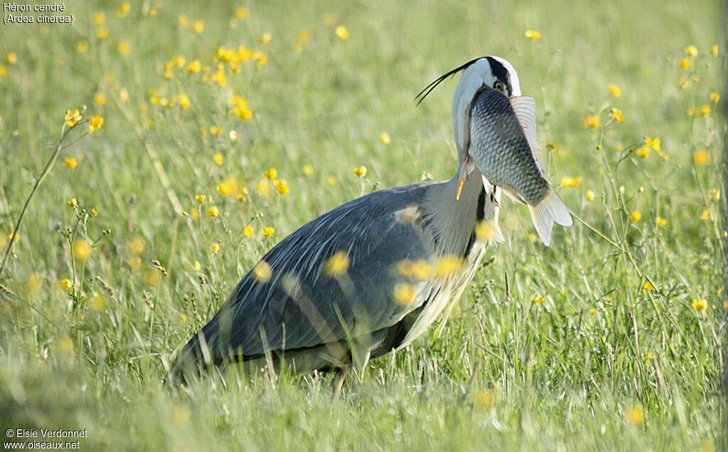 Grey Heron, eats