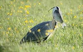 Grey Heron