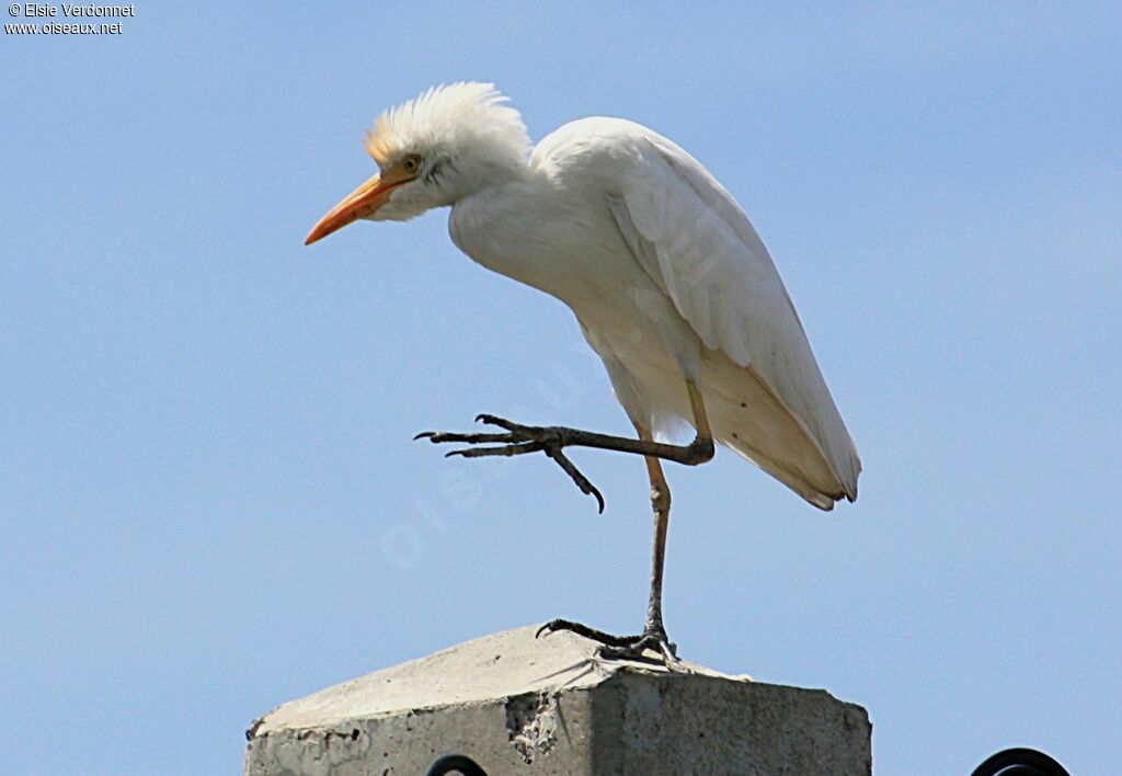 Western Cattle Egret