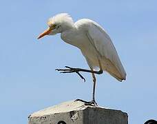 Western Cattle Egret