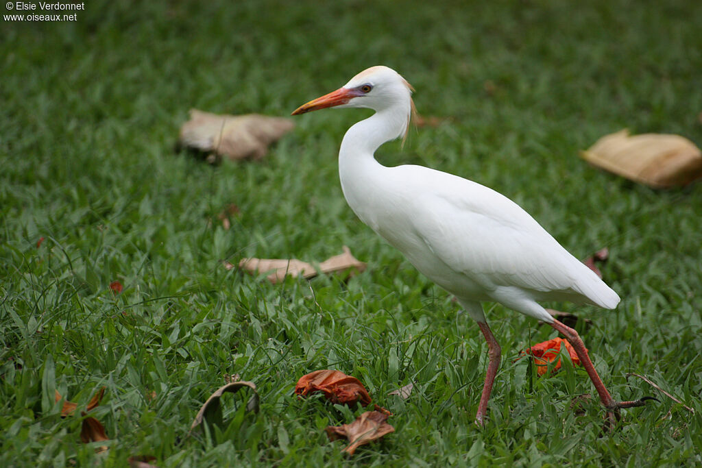 Western Cattle Egret, walking