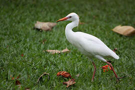 Western Cattle Egret