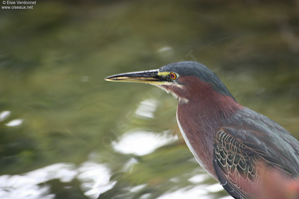 Green Heron