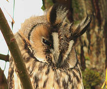 Long-eared Owl