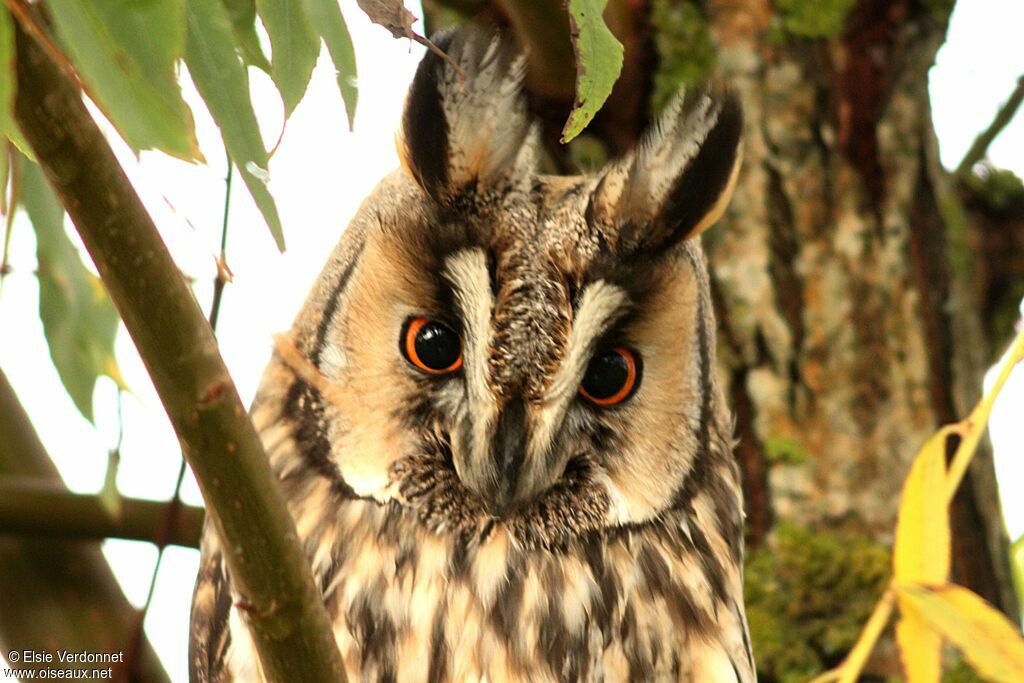 Long-eared Owl, close-up portrait