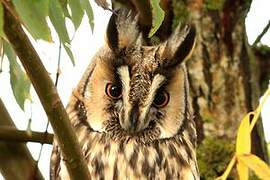 Long-eared Owl