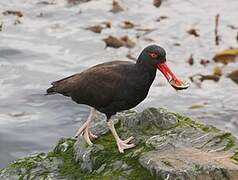 Blackish Oystercatcher