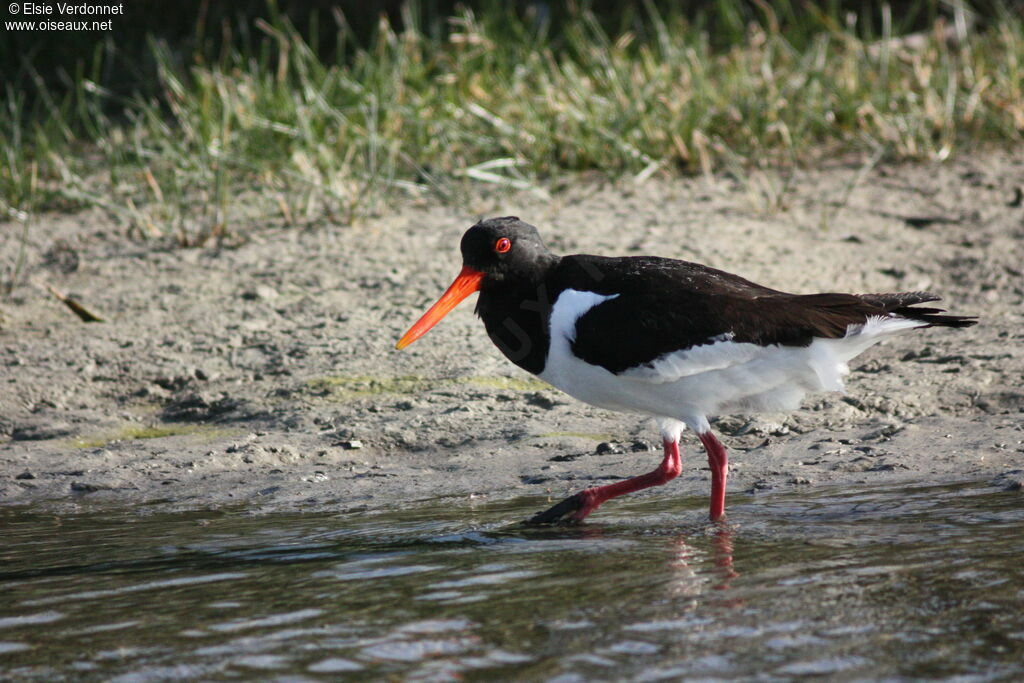 Eurasian Oystercatcher, walking