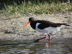 Eurasian Oystercatcher